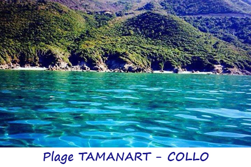 tamanart collo.jpg